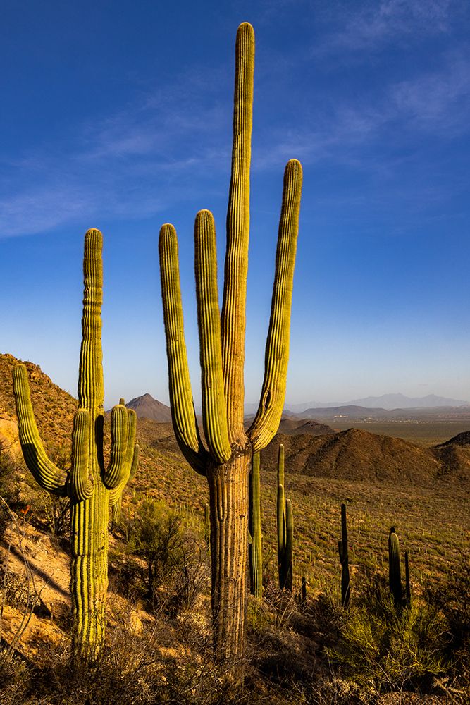 Saguaro Cactus along the Hugh Norris Trail in Saguaro National Park in Tucson-Arizona-USA art print by Chuck Haney for $57.95 CAD